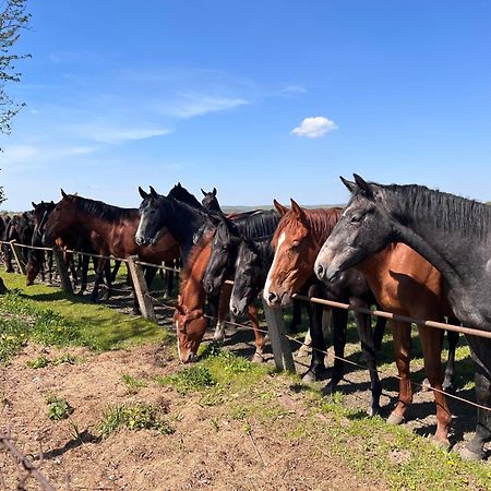 Black Horse Pasłęk エクステリア 写真